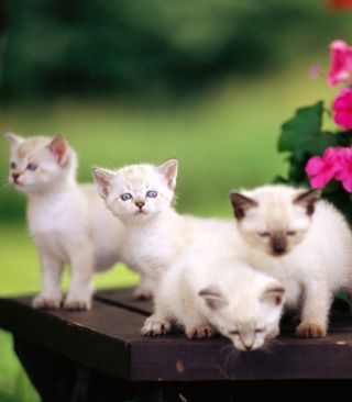 Cute Kittens With Blue Eyes - Obrázkek zdarma pro 480x800