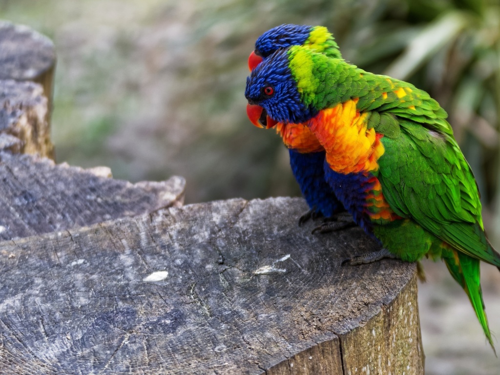 Das Parrot Couple Wallpaper 1024x768