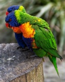 Das Parrot Couple Wallpaper 128x160