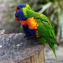 Das Parrot Couple Wallpaper 208x208