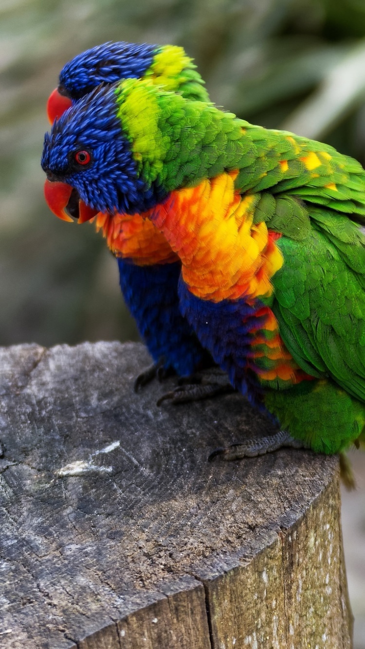 Fondo de pantalla Parrot Couple 750x1334