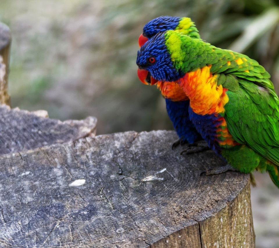 Parrot Couple wallpaper 960x854