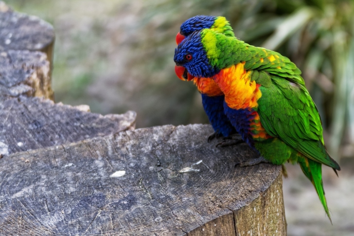 Parrot Couple screenshot #1