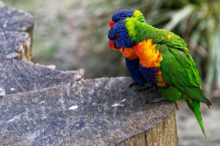 Parrot Couple Wallpaper for Android, iPhone and iPad