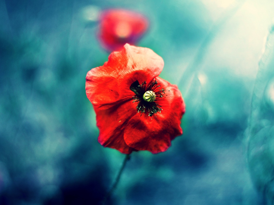 Screenshot №1 pro téma Wild Red Poppy 1152x864