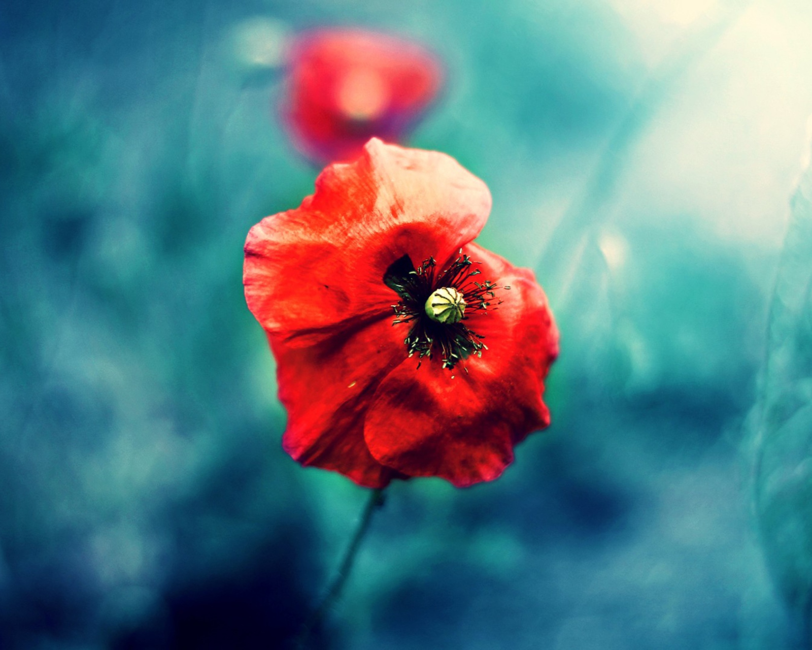 Das Wild Red Poppy Wallpaper 1600x1280