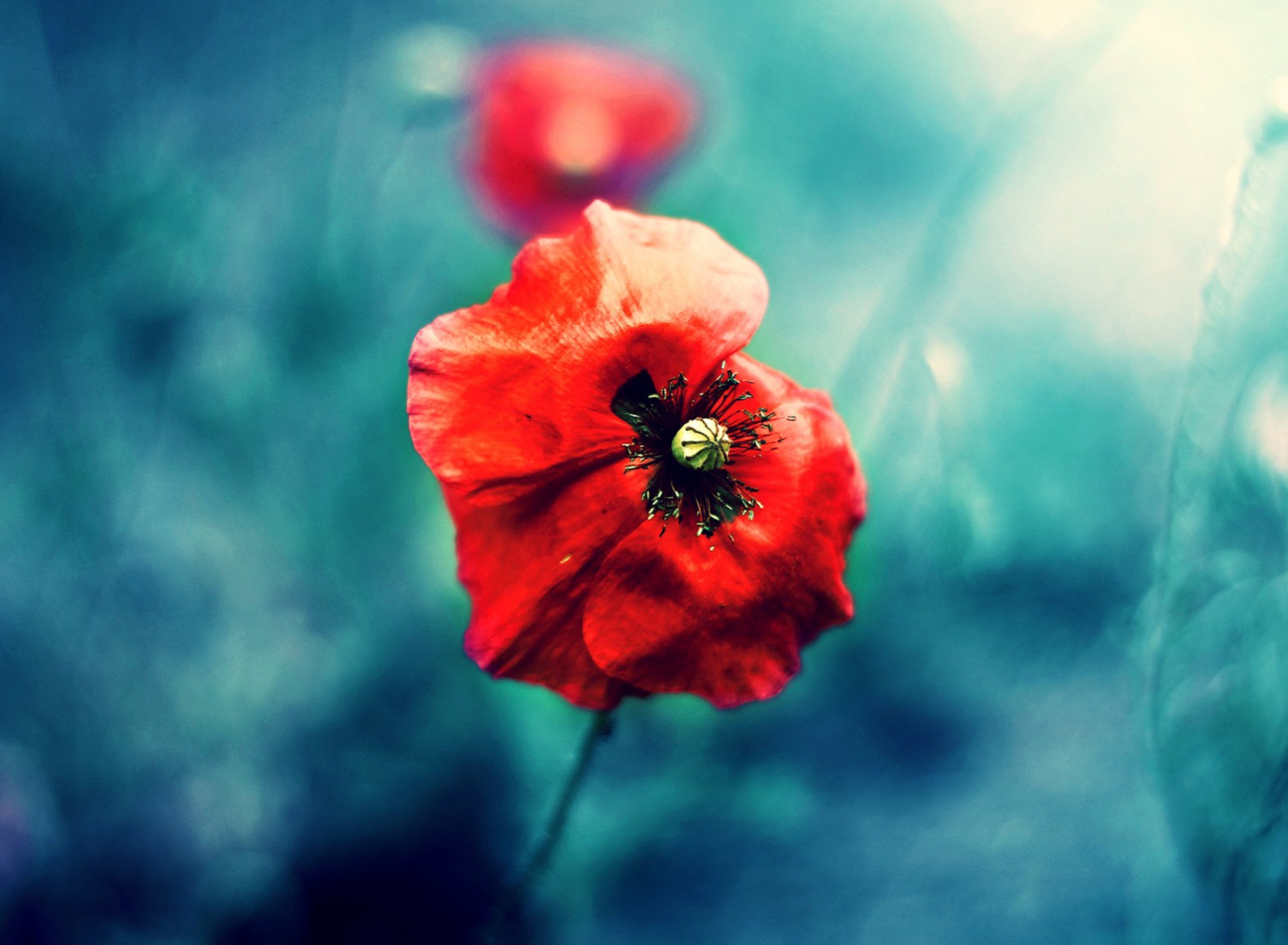 Screenshot №1 pro téma Wild Red Poppy 1920x1408