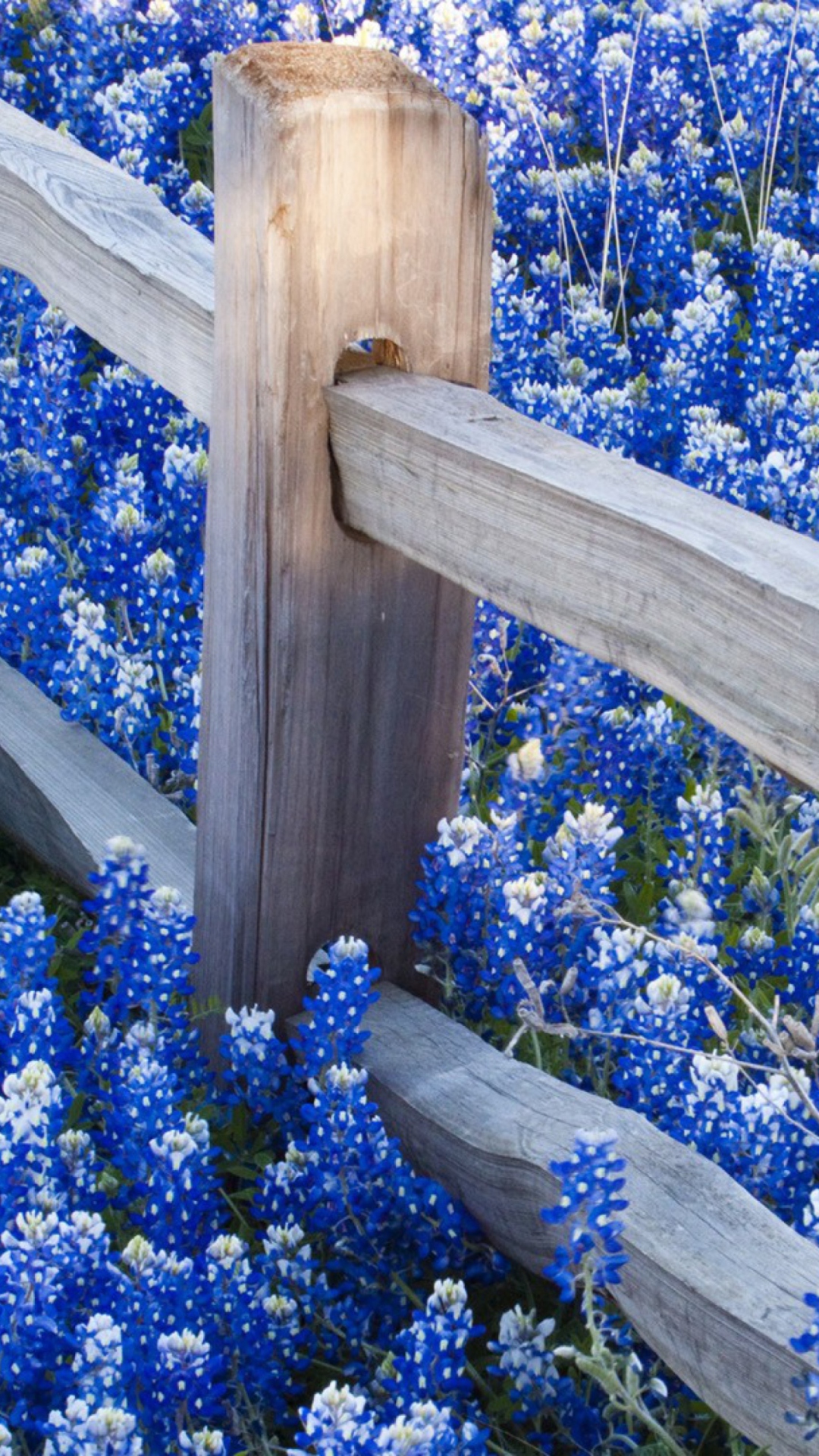 Das Fence And Blue Flowers Wallpaper 1080x1920