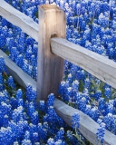 Das Fence And Blue Flowers Wallpaper 128x160