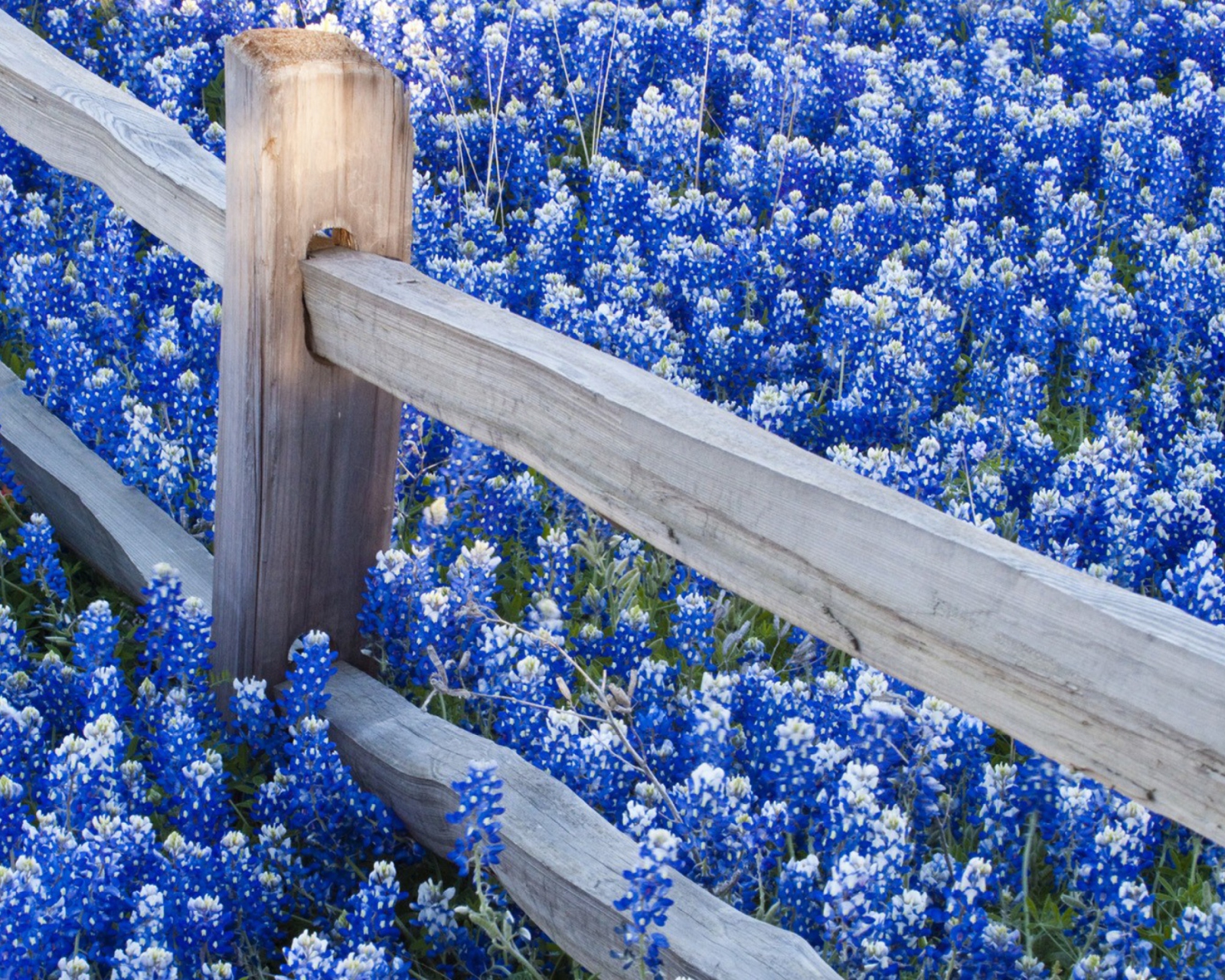 Das Fence And Blue Flowers Wallpaper 1600x1280