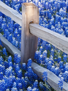 Das Fence And Blue Flowers Wallpaper 240x320