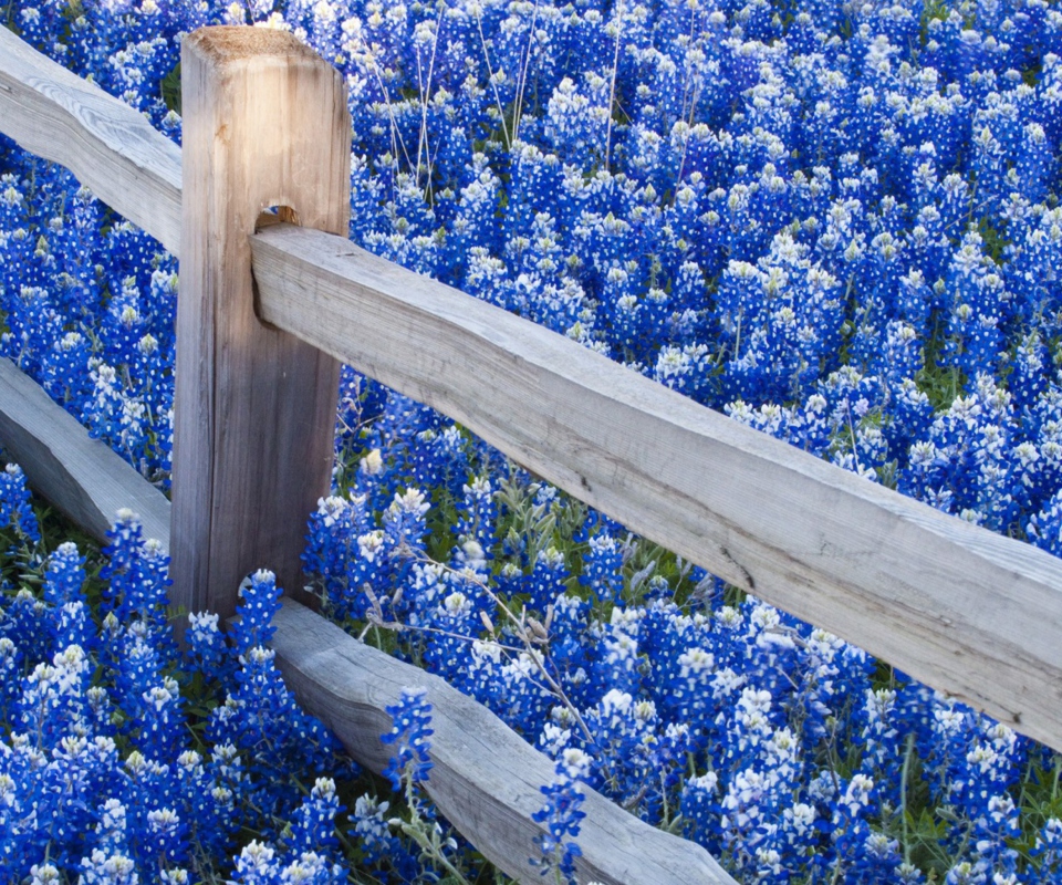 Sfondi Fence And Blue Flowers 960x800