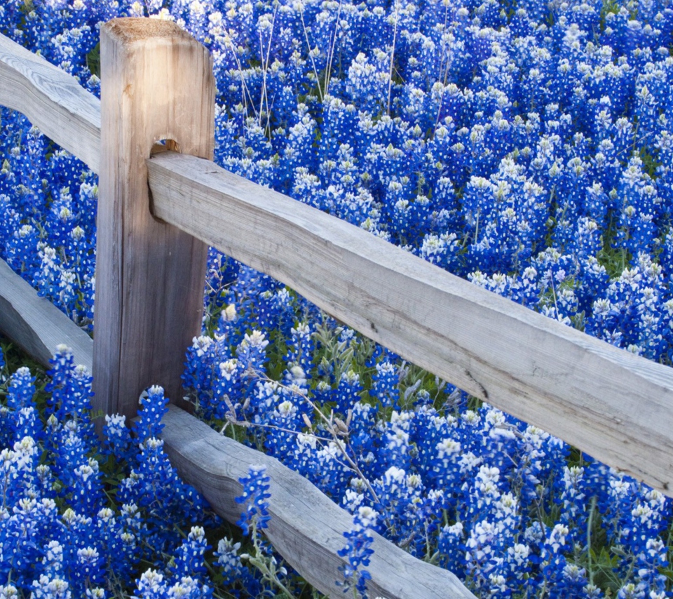 Das Fence And Blue Flowers Wallpaper 960x854