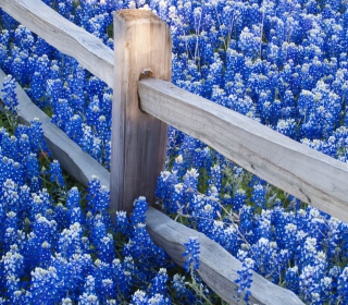 Kostenloses Fence And Blue Flowers Wallpaper für 2048x2048