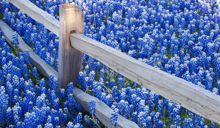 Das Fence And Blue Flowers Wallpaper