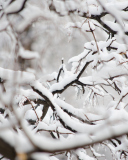 Fondo de pantalla Snowy Branches 128x160