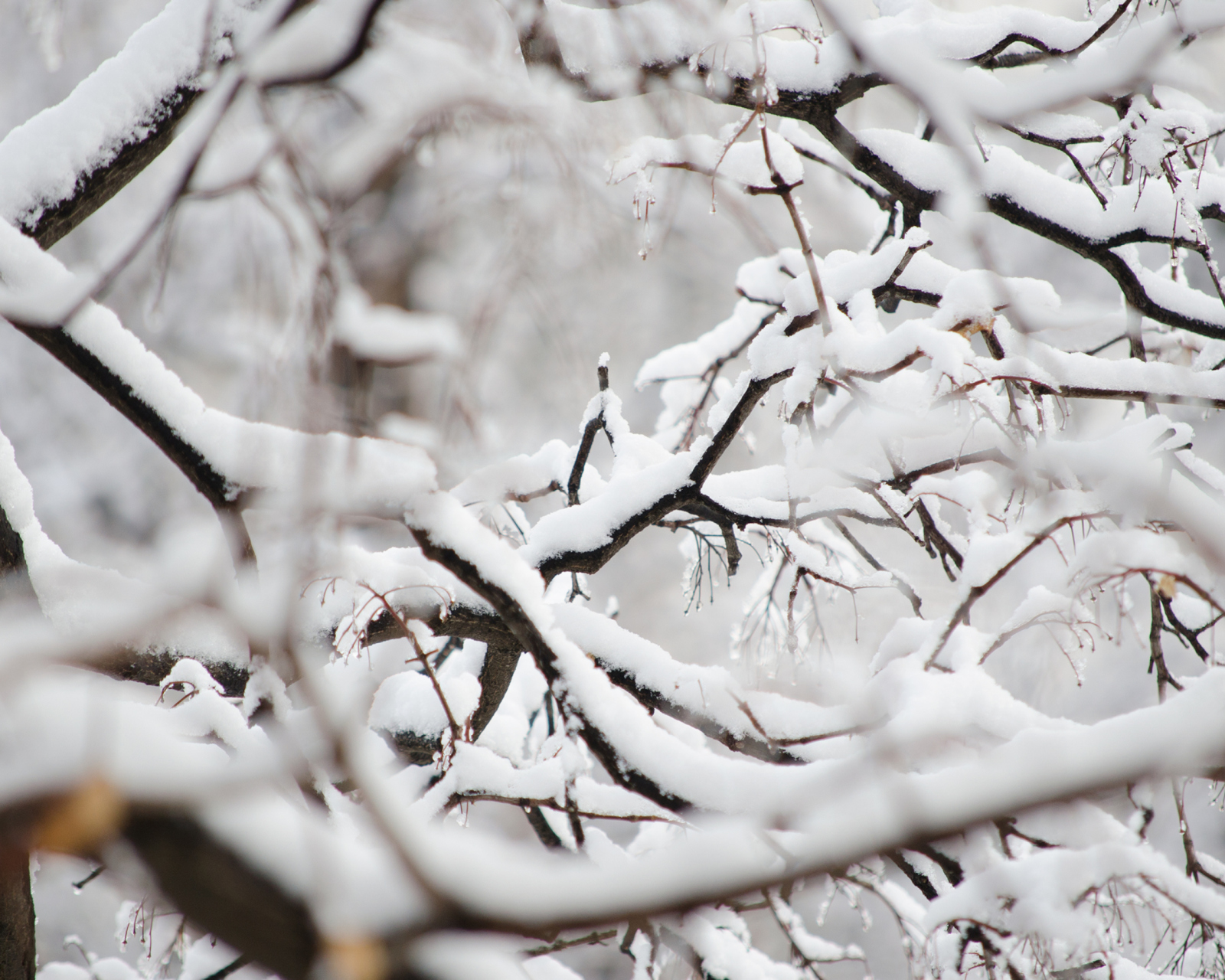Snowy Branches wallpaper 1600x1280