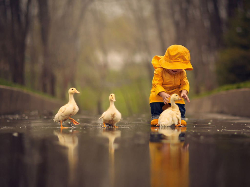 Goslings in Puddle wallpaper 1024x768