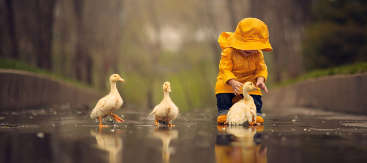 Goslings in Puddle wallpaper 720x320