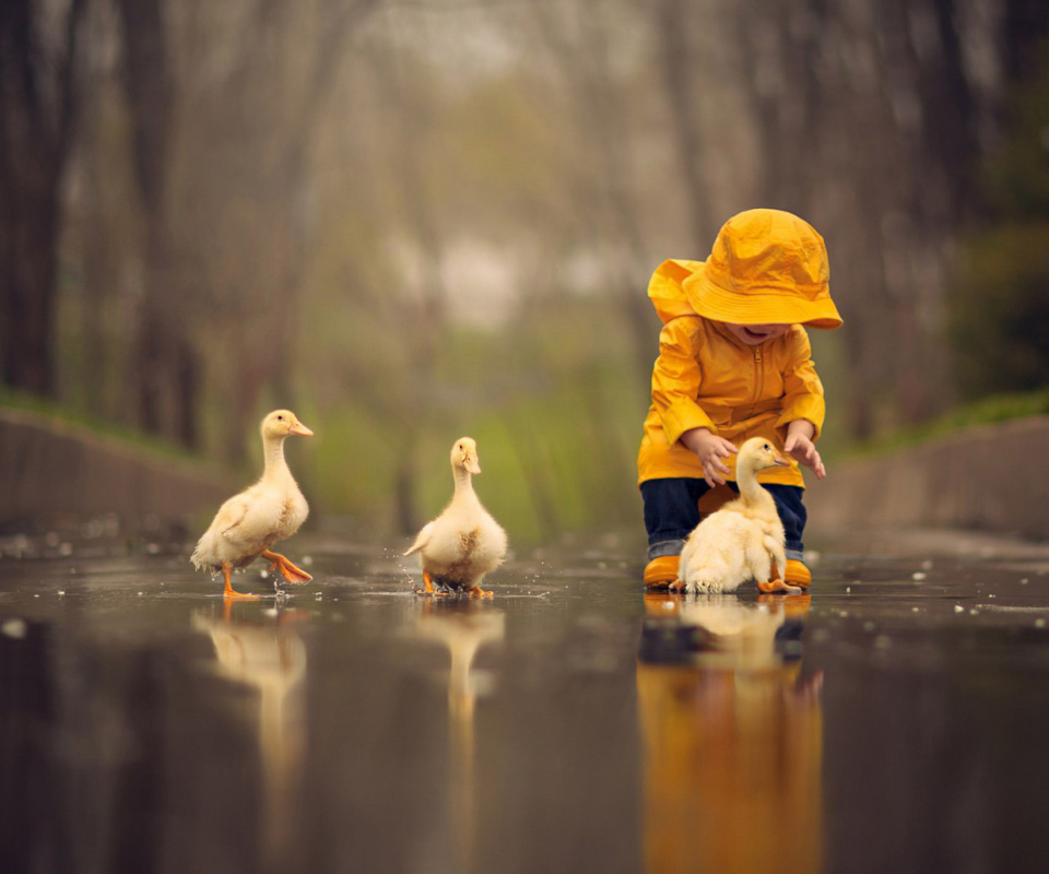 Goslings in Puddle wallpaper 960x800