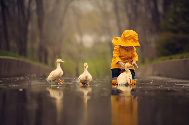 Sfondi Goslings in Puddle