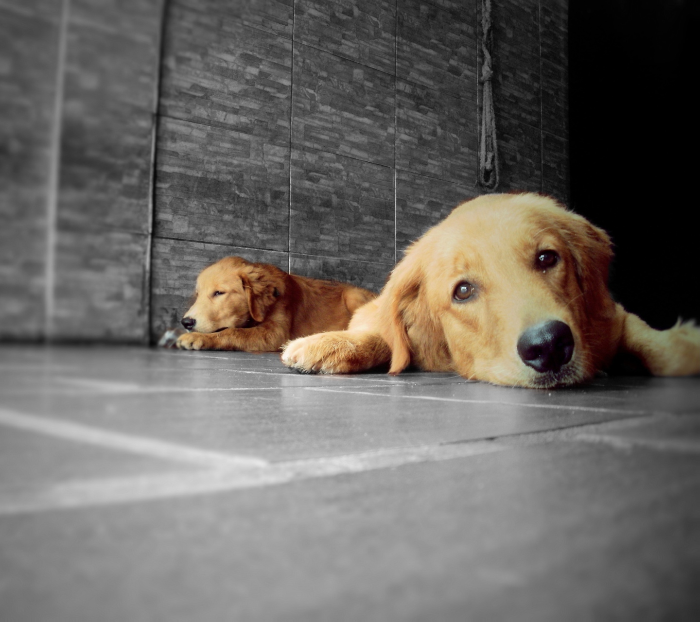 Sfondi Golden Retriever 1440x1280