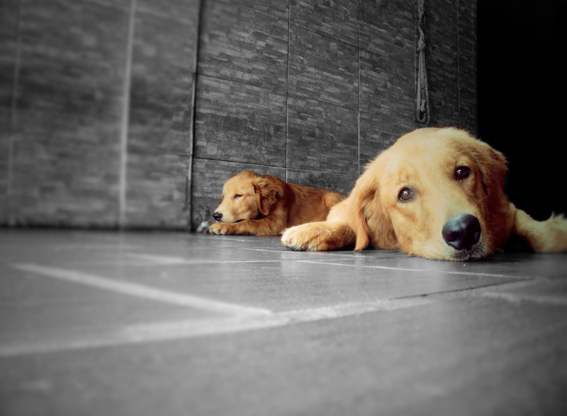 Golden Retriever screenshot #1 1920x1408