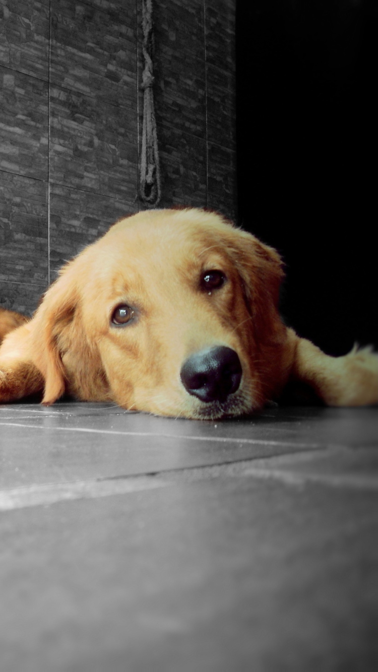 Golden Retriever wallpaper 750x1334