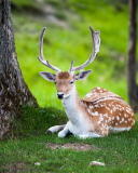 Deer In Forest screenshot #1 128x160