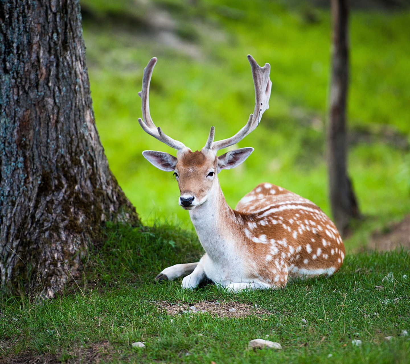 Das Deer In Forest Wallpaper 1440x1280