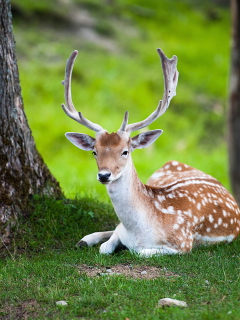 Fondo de pantalla Deer In Forest 240x320