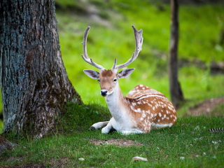 Das Deer In Forest Wallpaper 320x240