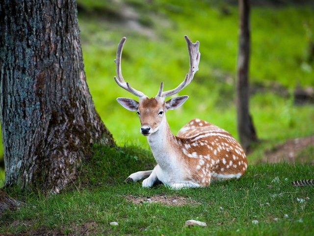 Screenshot №1 pro téma Deer In Forest 640x480