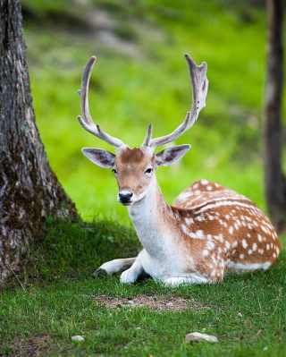 Deer In Forest - Obrázkek zdarma pro Nokia C1-02