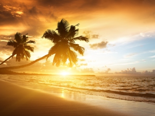 Caribbean Landscape screenshot #1 320x240