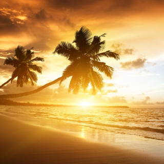 Caribbean Landscape - Obrázkek zdarma pro 1024x1024