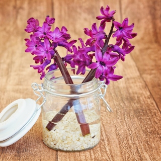 Flower petals in jar - Obrázkek zdarma pro iPad mini