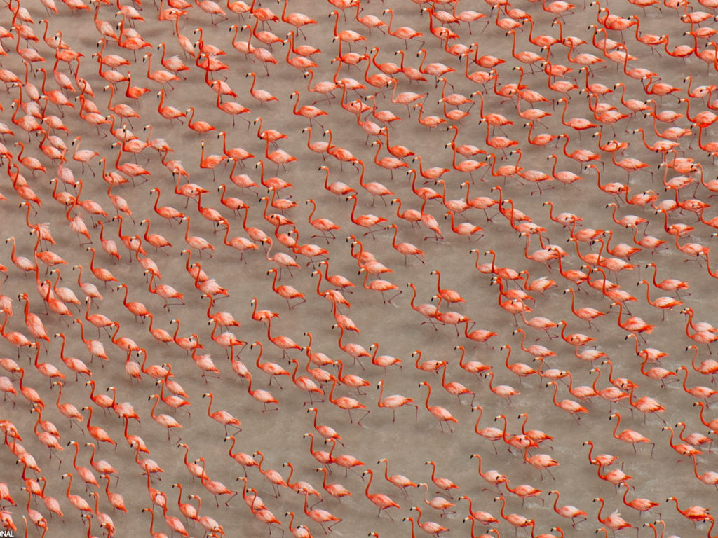 Sfondi Pink Flamingos 1024x768