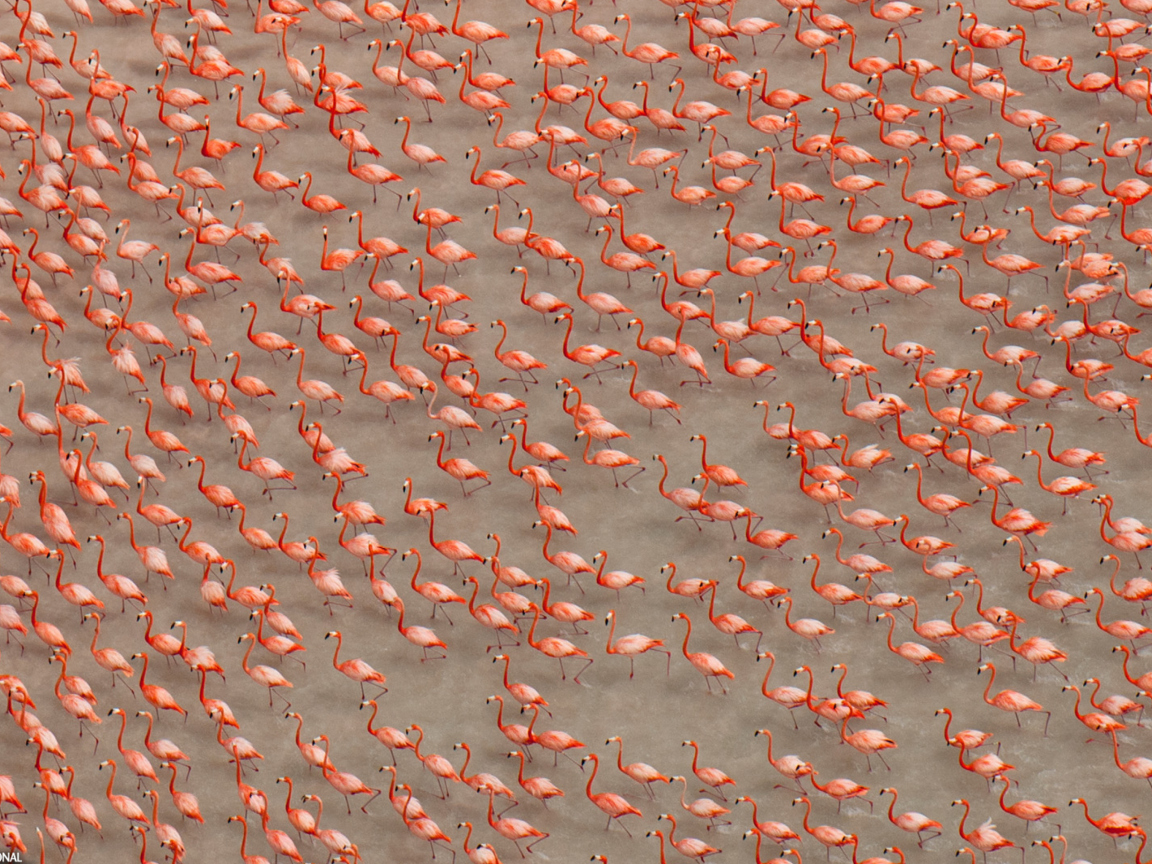 Fondo de pantalla Pink Flamingos 1152x864