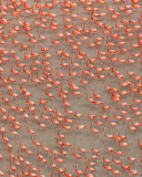 Fondo de pantalla Pink Flamingos 128x160