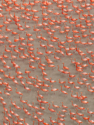 Fondo de pantalla Pink Flamingos 132x176