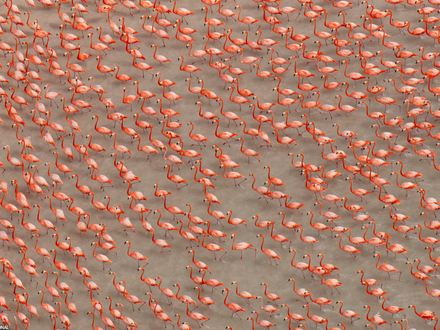 Pink Flamingos screenshot #1 1400x1050