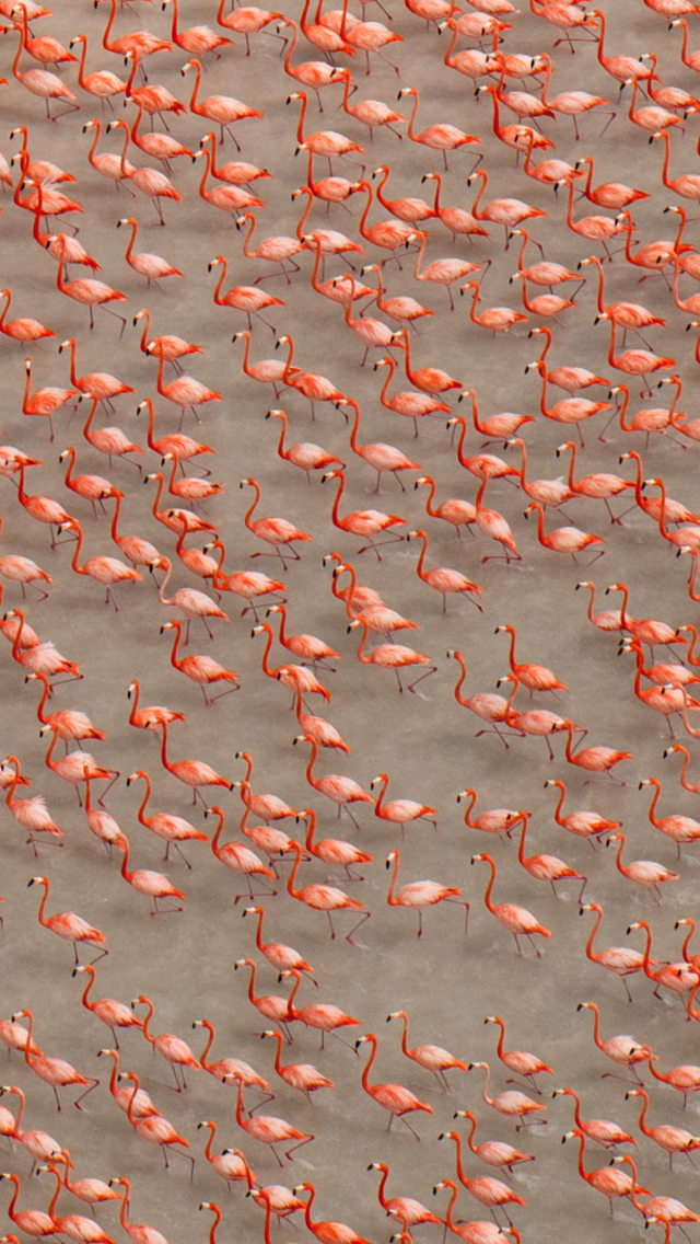 Sfondi Pink Flamingos 640x1136