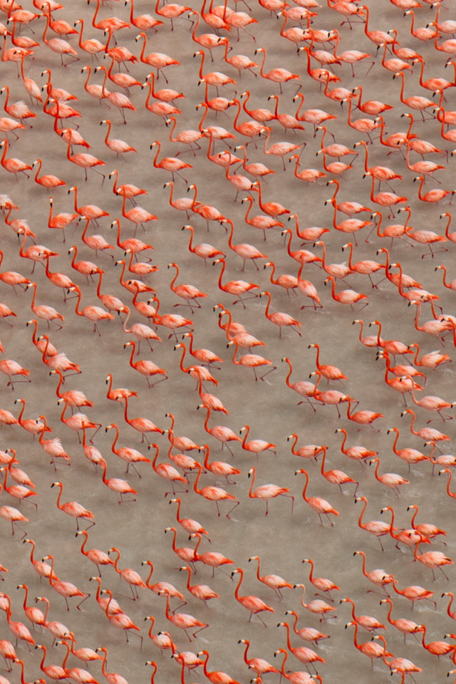 Обои Pink Flamingos 640x960