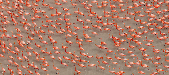 Pink Flamingos screenshot #1 720x320