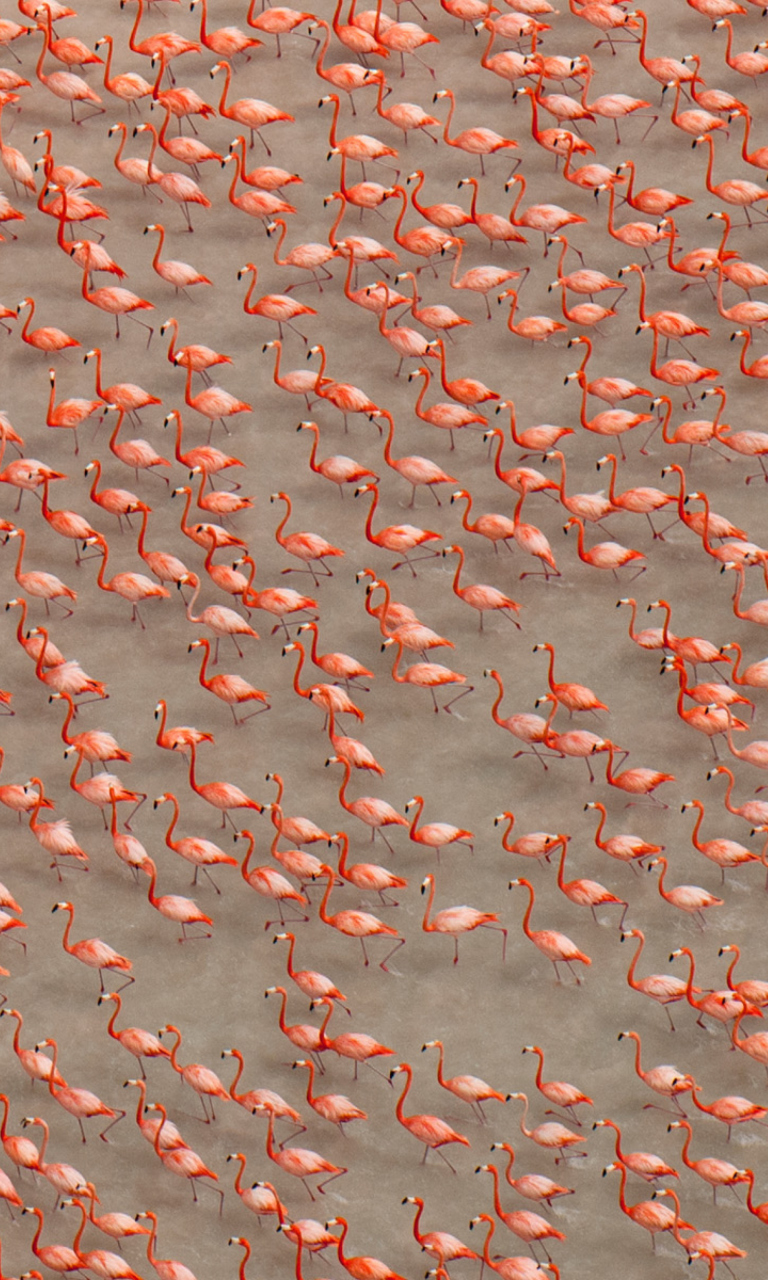 Screenshot №1 pro téma Pink Flamingos 768x1280