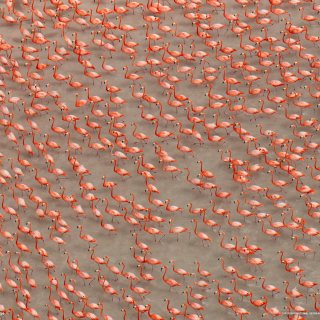 Pink Flamingos papel de parede para celular para 128x128