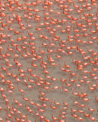 Pink Flamingos - Obrázkek zdarma pro Nokia X2