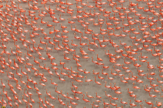 Pink Flamingos papel de parede para celular 
