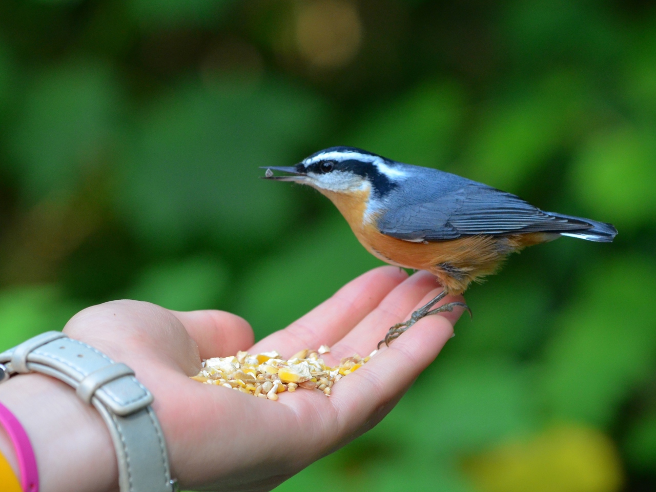 Обои Feeding Bird 1280x960